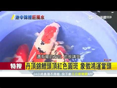 鯉魚招財|養鯉魚招財？專家揭秘時機